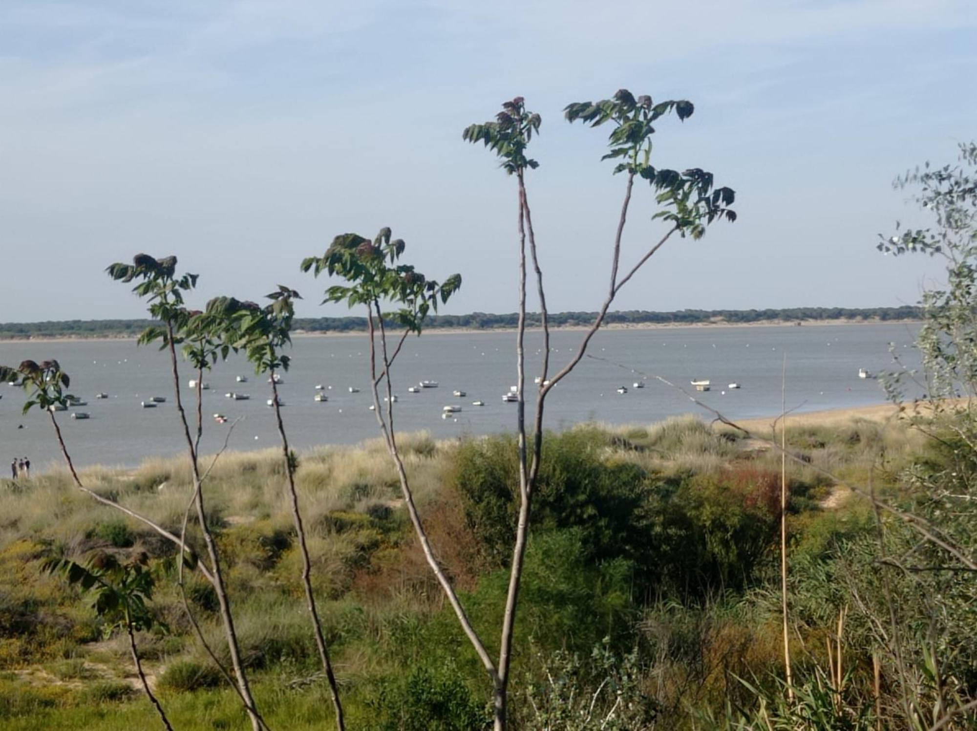 Apartamento Crucero 2, La Jara Sanlúcar de Barrameda Exteriör bild